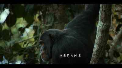 {\an8}With Wilson's help, - Chimp Empire