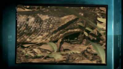 ANACONDAS GET TO AROUND
20 FEET LONG - Expedition Mungo