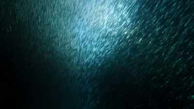 anchovies. - Our Planet