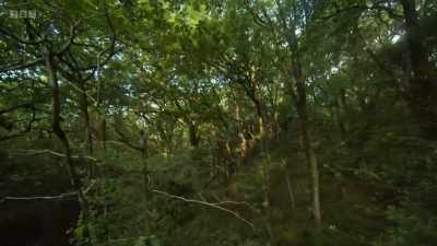 Ancient, diverse woodlands - Wild Isles