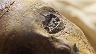 Ancient Egyptian tomb remains
do contain - Tutankhamun: Secrets of the Tomb
