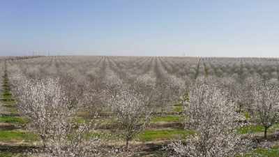 ..and 140 million trees. - The Green Planet