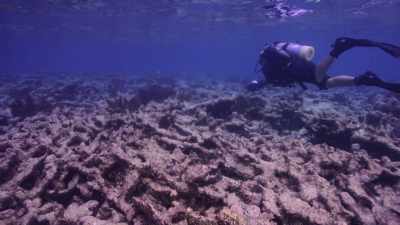 And 50 years ago, that wasn't the case, - Chasing Coral