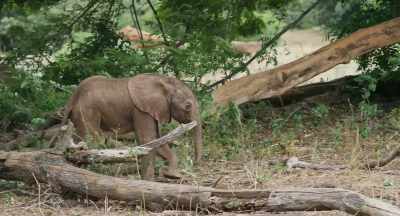 And for a baby elephant,
there is nothing worse - The Elephant Queen