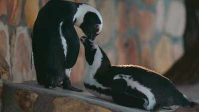 And a bunch of making out. - Penguin Town