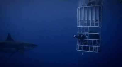 And a great white
shark is able to locate - Shark Attack Files