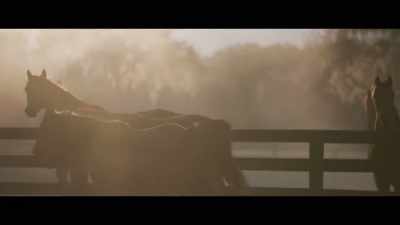 And a horse's value - Bad Sport