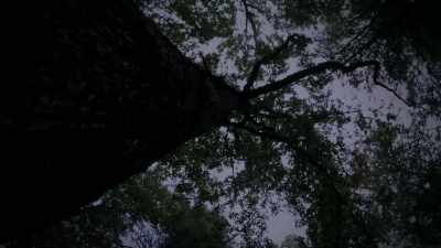 AND A HUGE TREE CAME DOWN. - Strange Evidence