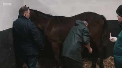 And a kick from a horse
can cause serious damage. - Mountain Vets
