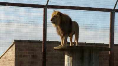 'And a life lived in cages,
even big ones, - Britain's Tiger Kings - On the Trail with Ross Kemp