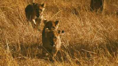 ..and a lioness with hungry cubs
is as dangerous as it gets. - Serengeti