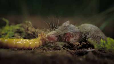 And a little larva is just for starters, - Super/Natural