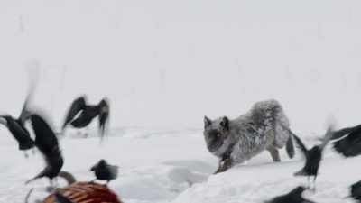 And a lone wolf searches
desperately to find a pack. - Epic Yellowstone