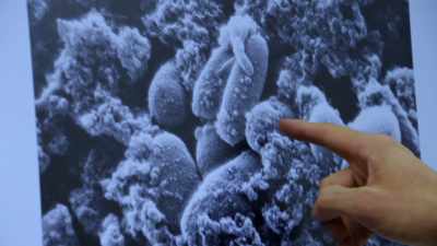 And a micro meter is
one millionth of a meter, - Attenborough and the Sea Dragon