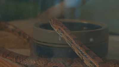 And a snake that he's not
crazy about named, - Neat: The Story of Bourbon