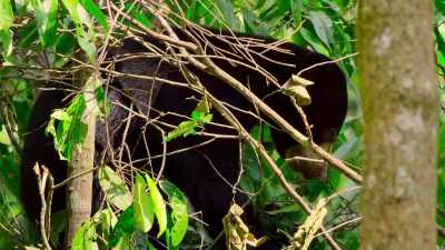 And for a spot of luxury, - The Secret Lives of Animals