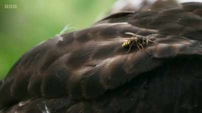 And a third transparent eyelid, - Wild Isles