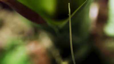 And a well-stocked Bromeliad pool
is just the place to find them. - The Green Planet