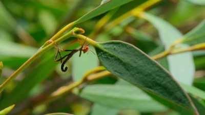 And once again,
the gum trees provide sanctuary - Tiny World