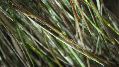 And algae turns their coat forest green. - The Secret Lives of Animals