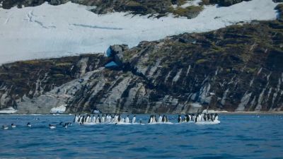 And all across the Arctic, - Big Beasts