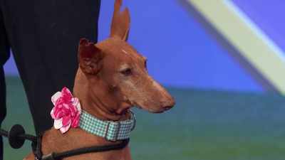 And you all have
the most incredible ears, - 2022 American Rescue Dog Show