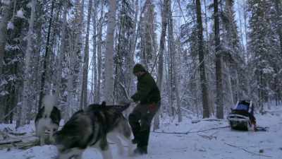 And all that power from all
these hyper-charged animals - Life Below Zero: Next Generation