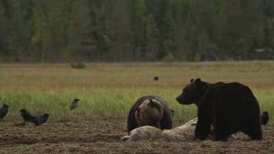 And all the commotion attracts
other forest dwellers. - Wild Nordic