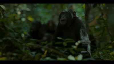 And for all that time, - Chimp Empire