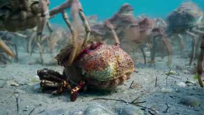 And that allows the soft one
that has developed beneath - Blue Planet II