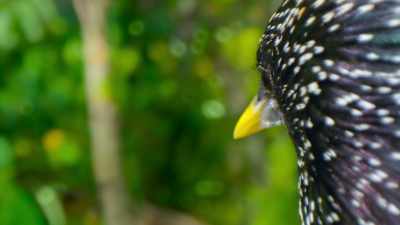 And is already turning heads. - The Secret Lives of Animals