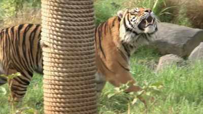 And he also had a full-sized tiger, - Liverpool Narcos