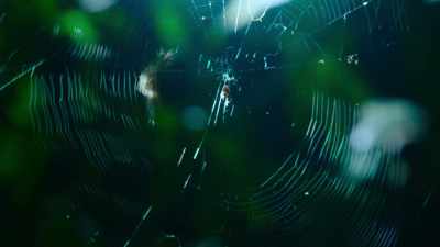 And it also collects debris
falling from the canopy above. - The Secret Lives of Animals
