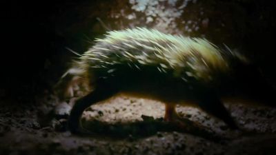 And they also need to stick together as they begin to explore the forest. - Tiny World