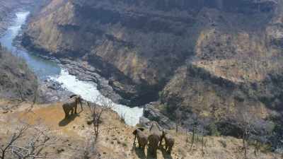 And also the challenges
that these elephants face along the way - In the Footsteps of Elephant