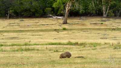 And although life here may appear
more typically Australian, - David Attenborough's Tasmania