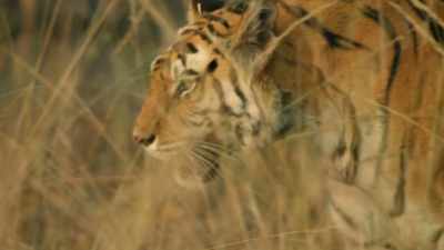 And although she's lost her daughter, - Dynasties