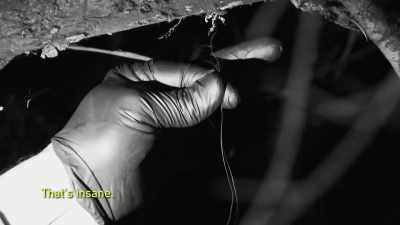  ...and an animal can be foun - Expedition Bigfoot