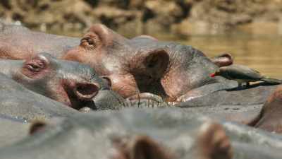And an oxpecker,
once it's found an open wound, - Seven Worlds, One Planet