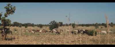 And animals returned to the land - 2040