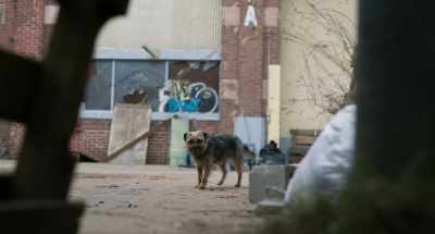And for any dogs in need, - Strays
