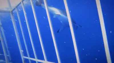 And before anyone can work
out if it's a freak occurrence - Shark Attack Files