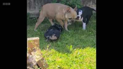 And Appona's puppies are growing
up fast, - 24/7 Pet Hospital