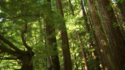 And appreciate these trees while you can - Birdemic: Shock and Terror