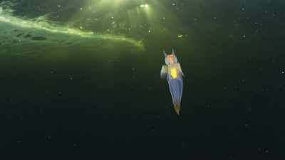 And they are changing faster
than ever before - Planet Earth III