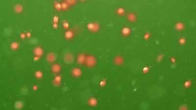 And they are eating
this micro plastic. - Plastic Earth