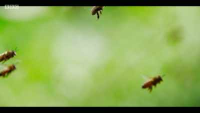 And they are extremely important
for pollination. - Extinction: The Facts