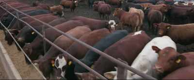 And we are finding out now
that the meat from feedlots - 2040