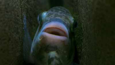 And they are followed
by young cuckoo catfish... - Seven Worlds, One Planet