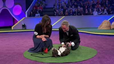 And they are as happy, - 2022 American Rescue Dog Show